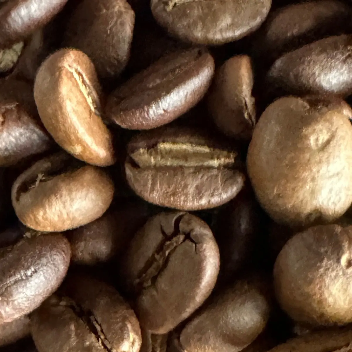 Inside the Coffee Fruit Understanding the Coffee Bean Anatomy